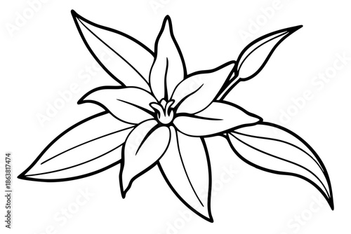 forsythia flower silhouette line art vector illustration