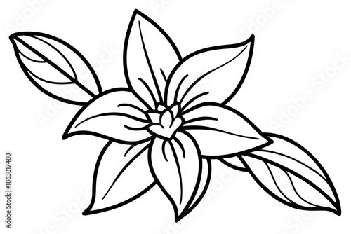 forsythia flower silhouette line art vector illustration