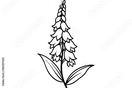 foxglove silhouette line art vector illustration