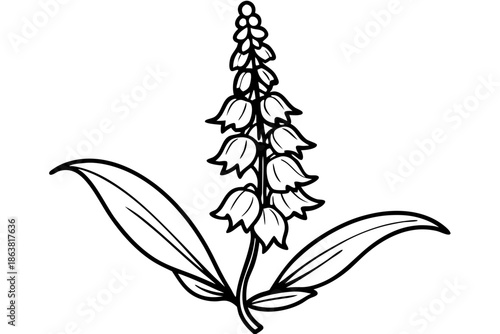 foxglove silhouette line art vector illustration