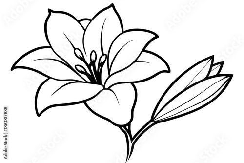 freesia silhouette line art vector illustration