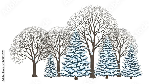 Trees with Snow on White Background.