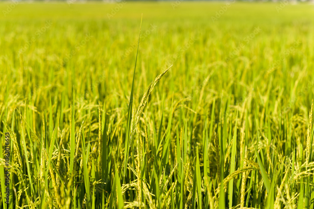 Obraz premium Golden rice stalks stand tall in a sunlit paddy, their grains nearly ready for harvest. The vibrant green and yellow hues create a lush, textured landscape in northern Vietnam.