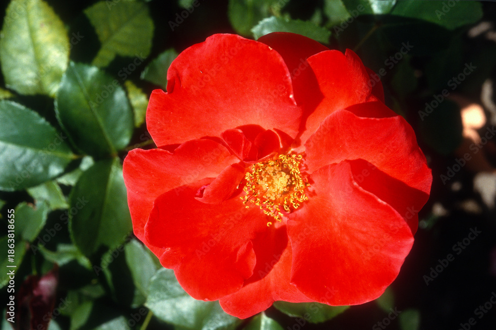 Naklejka premium Rose 'Rusticana',