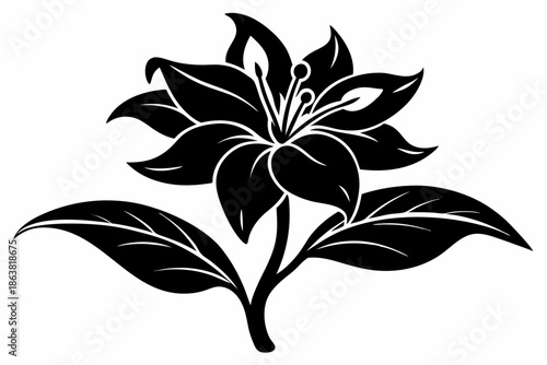 ginger lily silhouette line art vector illustration