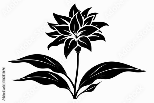 ginger lily silhouette line art vector illustration