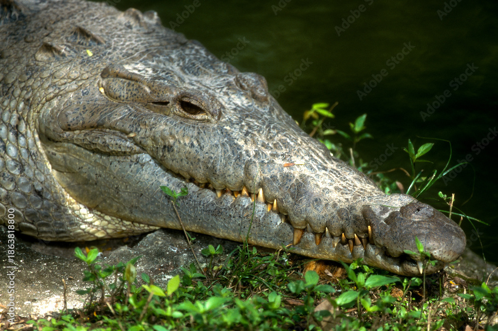 Obraz premium Crocodile de Rio