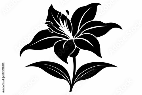 ginger lily silhouette line art vector illustration