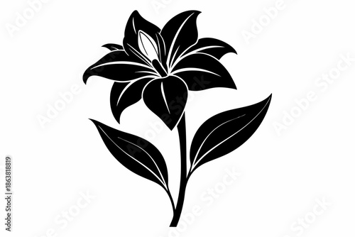 ginger lily silhouette line art vector illustration