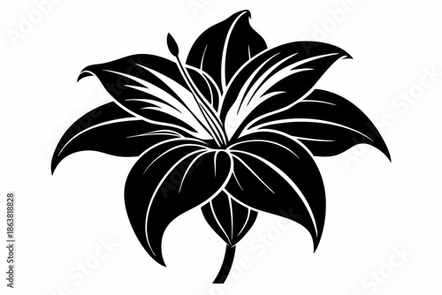 ginger lily silhouette line art vector illustration