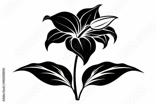 ginger lily silhouette line art vector illustration