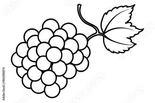 grapes silhouette line art vector illustration