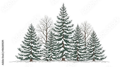 Snow Covered Evergreen Trees Winter Landscape.