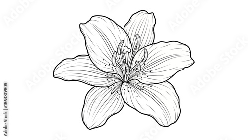 Simple Black and White Flower Illustration.