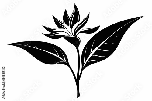 heliconia silhouette line art vector illustration