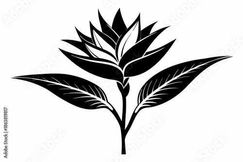 heliconia silhouette line art vector illustration
