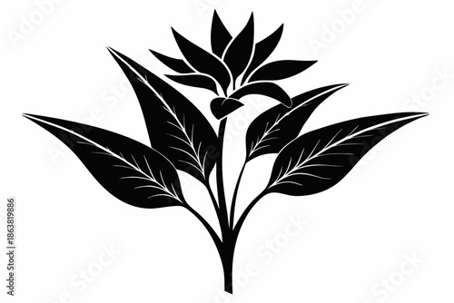 heliconia silhouette line art vector illustration