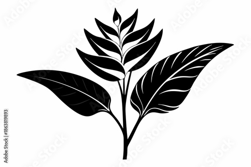 heliconia silhouette line art vector illustration