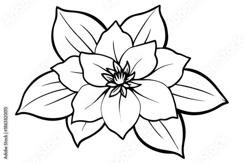 hellebore silhouette line art vector illustration