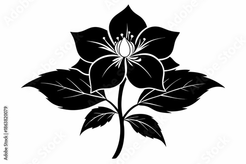 hellebore silhouette line art vector illustration