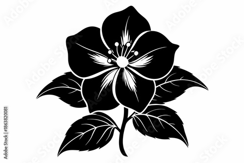 hellebore silhouette line art vector illustration
