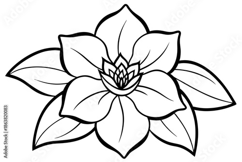 hellebore silhouette line art vector illustration