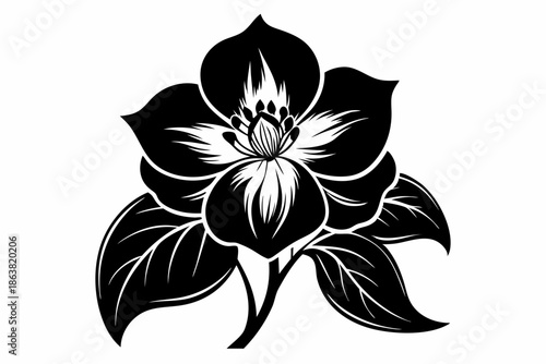 hellebore silhouette line art vector illustration
