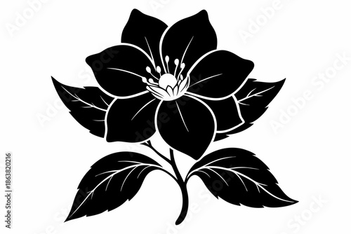 hellebore silhouette line art vector illustration
