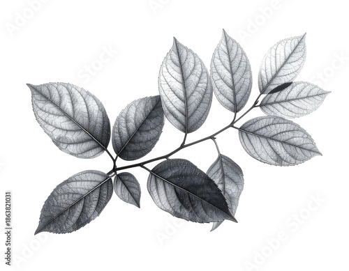 Monochrome botanical illustration of a leafy branch on a black background