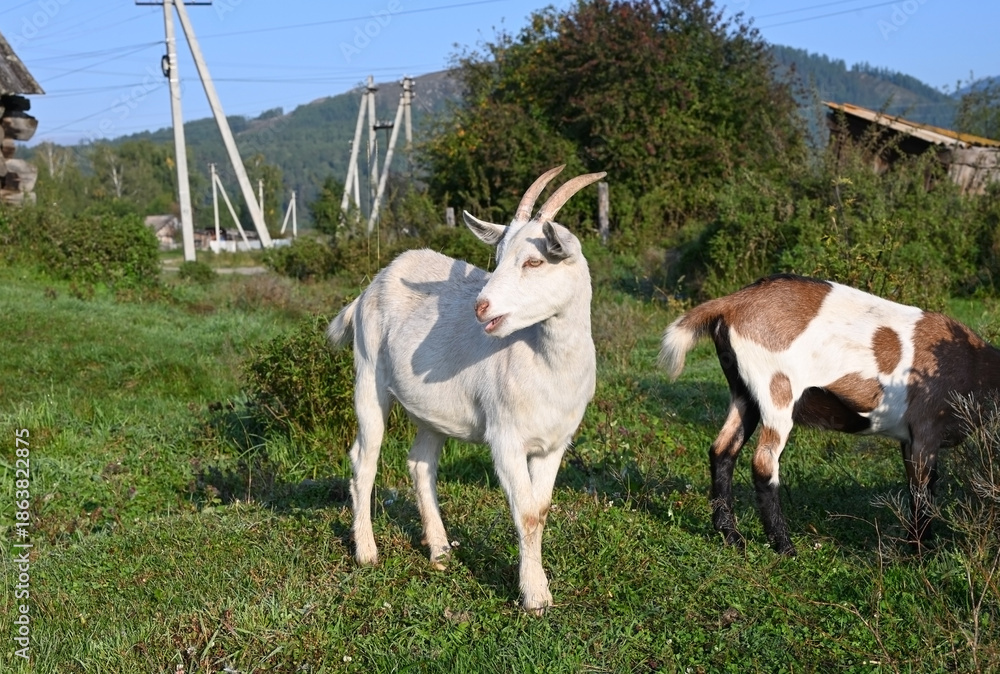 Fototapeta premium Domestic goats graze on the edge of the village