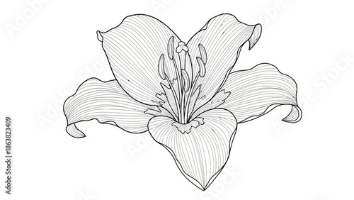 Detailed Line Drawing of a Flower.