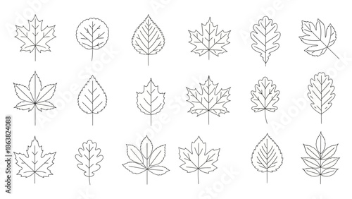 Collection of Various Leaf Illustrations Outlined.