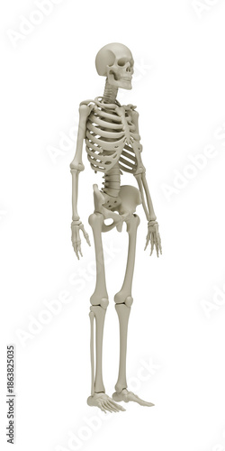 Anatomically 3D model of human skeleton in three quarter view on transparent background for medical education, healthcare visualization, biology, orthopedics and scientific research. 3d rendering