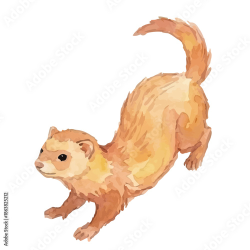 Watercolor-style ferret illustration／フェレット