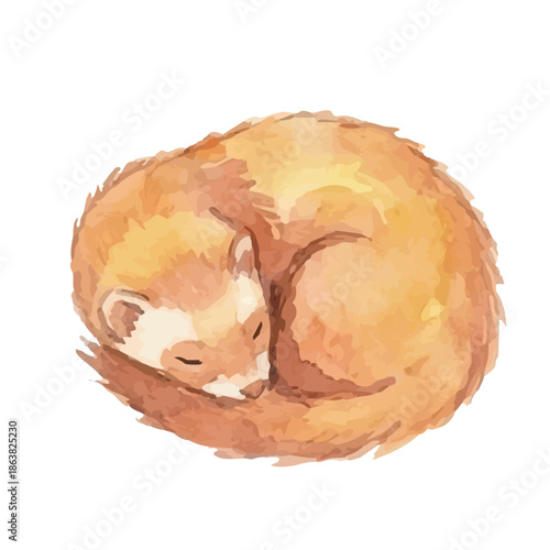 Watercolor-style ferret illustration／フェレット