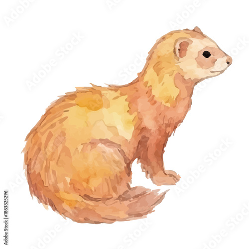 Watercolor-style ferret illustration／フェレット
