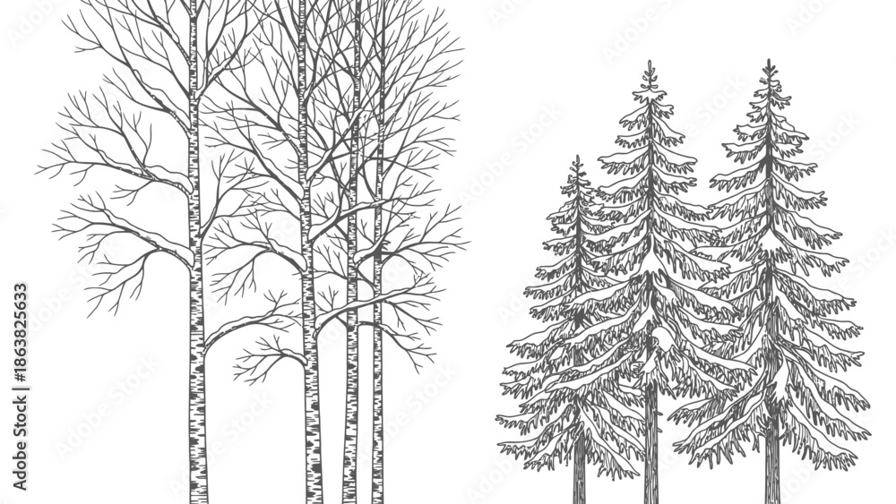 Fototapeta premium Birch and Pine Trees Silhouette Illustration.