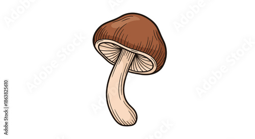 A single wild brown mushroom with a curved stem illustrated in a simple and clean vintage botanical hand-drawn style.