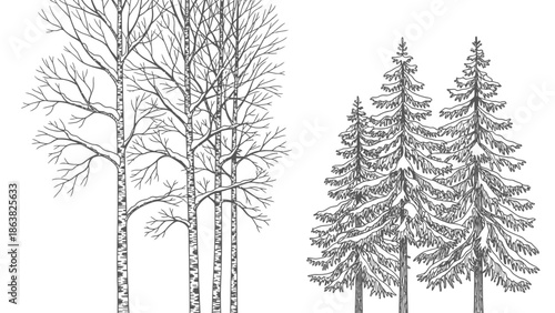 Birch and Pine Trees Silhouette Illustration.
