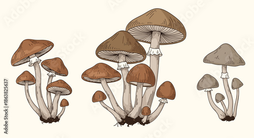 A set of three clusters of wild forest mushrooms illustrated in a beautiful vintage botanical style on a light background.