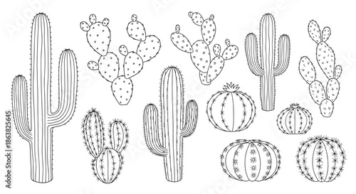 A large collection of various desert cactus plants drawn in a clean and detailed black and white line art coloring book style.
