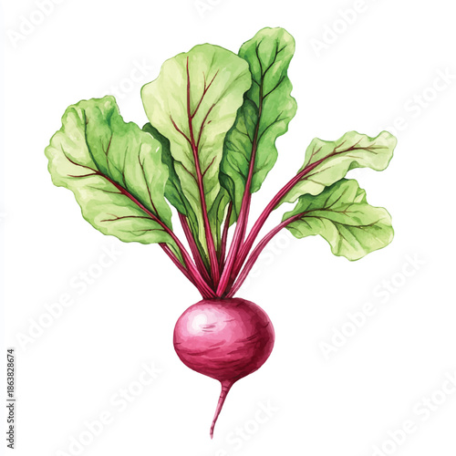 Watercolor illustration of a fresh beetroot with green leaves.