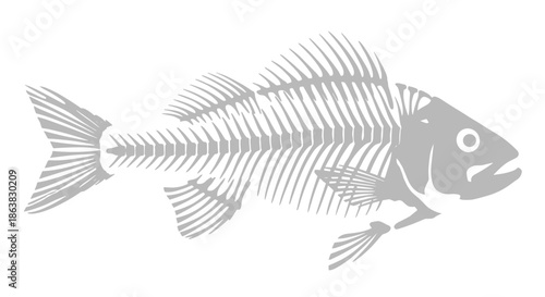 Intricate white fish skeleton illustration, showcasing detailed bone structure and aquatic anatomy, perfect for biology, oceanography, or marine life design projects and educational content