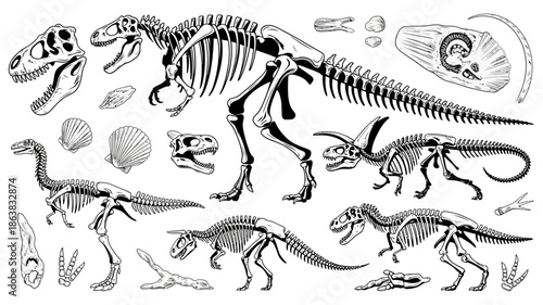 Collection of dinosaur skeletons and skulls illustrations showcasing fossils, prehistoric creatures, paleontology study, scientific references, museum artwork, educational posters, books, and creative