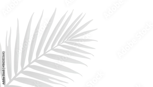 A minimalist illustration of a palm leaf on a clean white background ramadan kareem mubarak