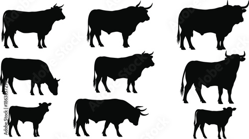 Cattle silhouettes collection including cows and bulls in different poses, representing farming, agriculture, livestock, ranch life, animal husbandry concept