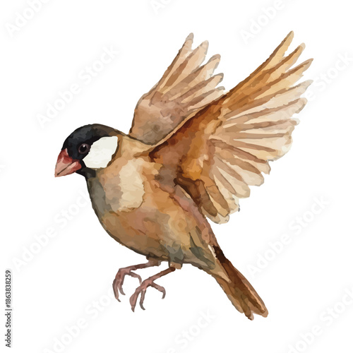 Watercolor-style budgerigar illustration／文鳥