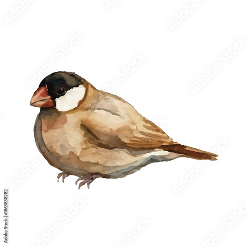 Watercolor-style budgerigar illustration／文鳥