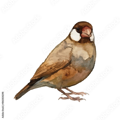 Watercolor-style budgerigar illustration／文鳥