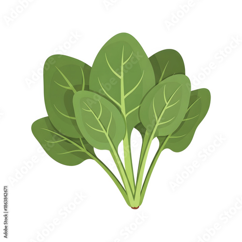 Fresh Green Spinach Leaves illustration for Healthy Eating and Nutrition